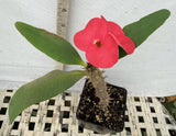 Euphorbia Milii HWAN CHAI Crown Of Thorns  Corona de Cristo
