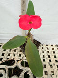 Euphorbia Milii HWAN CHAI Crown Of Thorns  Corona de Cristo