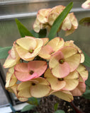 Euphorbia Milii 'Butter Berry" Crown of Thorns Corona De Cristo Succulent