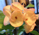 Euhorbia Milii Crown Of Thorns Corona de Cristo COLLECTOR'S COLLECTION