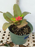 Euphorbia Milii SETHEE MUEANG CHAN Crown of Thorns Corona de Cristo Giant Flowers