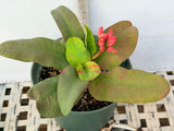 Euphorbia Milii SETHEE MUEANG CHAN Crown of Thorns Corona de Cristo Giant Flowers
