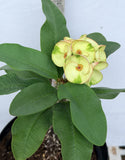 Euphorbia Milii THAI RAINFOREST Crown of Thorns Corona De Cristo