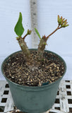 Euphorbia Milii GIANT WAT (Yak Wat Poh) Crown of Thorns Corona de Cristo Cactus/Succulents