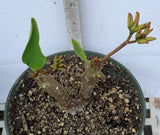 Euphorbia Milii GIANT WAT (Yak Wat Poh) Crown of Thorns Corona de Cristo Cactus/Succulents