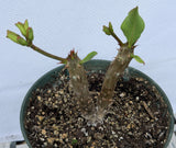 Euphorbia Milii GIANT WAT (Yak Wat Poh) Crown of Thorns Corona de Cristo Cactus/Succulents