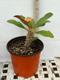Euphorbia Milii SIAM SUNSHINE Crown of Thorns Corona De Cristo