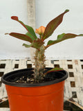 Euphorbia Milii SIAM SUNSHINE Crown of Thorns Corona De Cristo