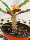 Euphorbia Milii SIAM SUNSHINE Crown of Thorns Corona De Cristo