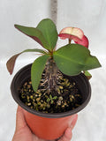 Euphorbia Milii NEVER ENDING Crown of Thorns Corona De Cristo Thai Hybrid