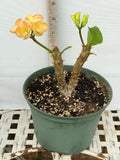 Euphorbia Milii GIANT WAT (Yak Wat Poh) Crown of Thorns Corona de Cristo Cactus/Succulents