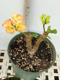 Euphorbia Milii GIANT WAT (Yak Wat Poh) Crown of Thorns Corona de Cristo Cactus/Succulents