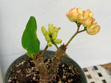 Euphorbia Milii GIANT WAT (Yak Wat Poh) Crown of Thorns Corona de Cristo Cactus/Succulents