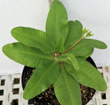 Euphorbia Milii ORANGE FANTA Crown of Thorns Corona de Cristo Succulent