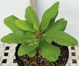 Euphorbia Milii ORANGE FANTA Crown of Thorns Corona de Cristo Succulent