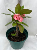 Euphorbia Milii ROMANTIC PINK Crown of Thorns Corona de Cristo