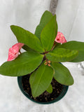 Euphorbia Milii ROMANTIC PINK Crown of Thorns Corona de Cristo