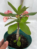 Euphorbia Milii ROMANTIC PINK Crown of Thorns Corona de Cristo