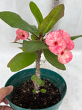 Euphorbia Milii ROMANTIC PINK Crown of Thorns Corona de Cristo