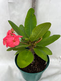 Euphorbia Milii ZENAIDA Crown of Thorns Corona De Cristo Cactus Poysean Thai Hybrid