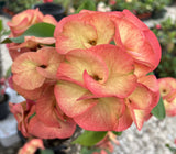 Euphorbia Milii SIMPATICA ORANGE Crown Of Thorns Plant Corona de Cristo Succulents
