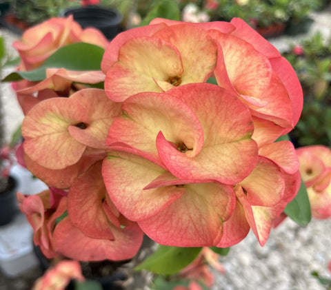 Euphorbia Milii SIMPATICA ORANGE Crown Of Thorns Plant Corona de Cristo Succulents