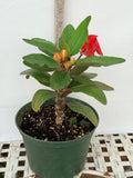 Euphorbia Milii Crown of Thorns Corona de Cristo "Name it Yourself"