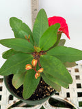 Euphorbia Milii Crown of Thorns Corona de Cristo "Name it Yourself"