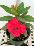 Euphorbia Milii Crown of Thorns Corona de Cristo "Name it Yourself"