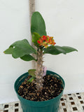 Euphorbia Milii RED MILLIONAIRE Crown of Thorns Coronas de Cristo