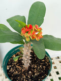 Euphorbia Milii RED MILLIONAIRE Crown of Thorns Coronas de Cristo