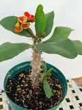 Euphorbia Milii RED MILLIONAIRE Crown of Thorns Coronas de Cristo