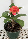 Euphorbia Milii WONDERFUL Crown Of Thorns Corona de Cristo