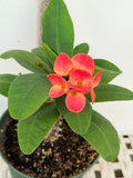 Euphorbia Milii WONDERFUL Crown Of Thorns Corona de Cristo