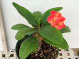 Euphorbia Milii WONDERFUL Crown Of Thorns Corona de Cristo