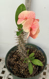Euhorbia Milii Crown Of Thorns Corona de Cristo 'Name it Yourself' New Variety