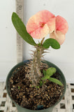 Euhorbia Milii Crown Of Thorns Corona de Cristo 'Name it Yourself' New Variety