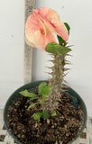 Euhorbia Milii Crown Of Thorns Corona de Cristo 'Name it Yourself' New Variety