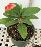 Euphorbia Milii WONDERFUL Crown Of Thorns Corona de Cristo