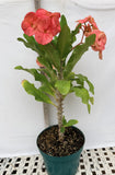 Euphorbia Milii "Cerise" Crown Of Thorns Thai Hybrid Corona de Cristo
