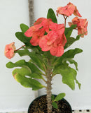 Euphorbia Milii "Cerise" Crown Of Thorns Thai Hybrid Corona de Cristo