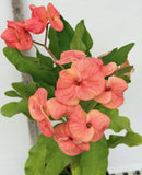 Euphorbia Milii "Cerise" Crown Of Thorns Thai Hybrid Corona de Cristo
