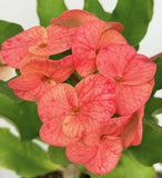Euphorbia Milii "Cerise" Crown Of Thorns Thai Hybrid Corona de Cristo