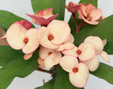 Euphorbia Milii "Creamy Cosmos" Crown Of Thorns Thai Hybrid