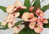 Euphorbia Milii "Creamy Cosmos" Crown Of Thorns Thai Hybrid