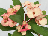 Euphorbia Milii "Creamy Cosmos" Crown Of Thorns Thai Hybrid