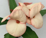 Euphorbia Milii "Creamy Cosmos" Crown Of Thorns Thai Hybrid