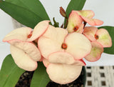 Euphorbia Milii "Creamy Cosmos" Crown Of Thorns Thai Hybrid