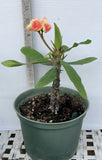 Euphorbia Milii BLESSING Crown Of Thorns  Corona de Cristo Cactus Succulents Tropicals