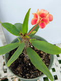 Euphorbia Milii BLESSING Crown Of Thorns  Corona de Cristo Cactus Succulents Tropicals